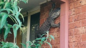 giant-lizard-visits-australian-home