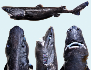 The ninja lanternshark, or Etmopterus benchleyi.