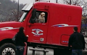 dog driving semi truck