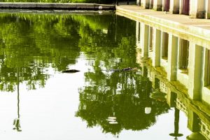 Humboldt Park alligator